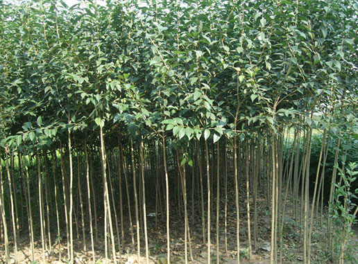 大葉女貞樹什么時(shí)候種植成活率更高？